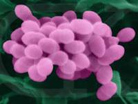 gonococcus, из собрания Dennis Kunkel, Ph.D. #