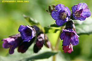 Фото. Медуница неясная - Pulmonaria obscura