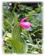 Венерин башмачок