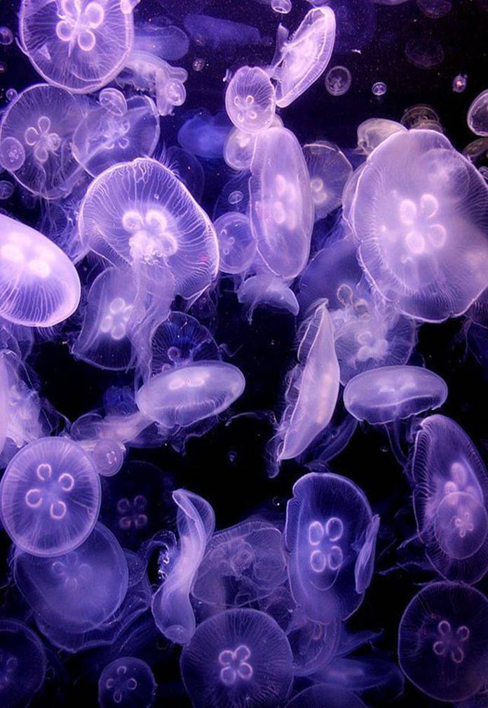 Медузы фото 23