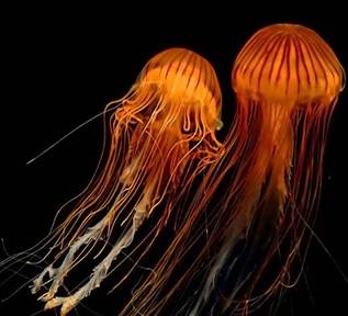 Интересные факты о медузах (15 фото + текст)