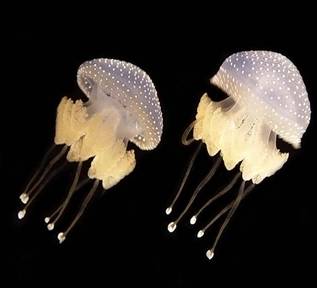 Интересные факты о медузах (15 фото + текст)