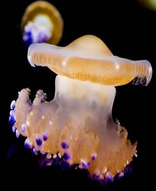 Интересные факты о медузах (15 фото + текст)