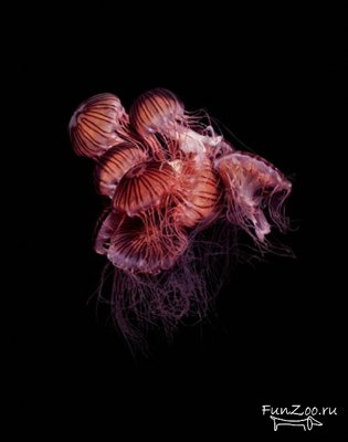 Красавицы медузы