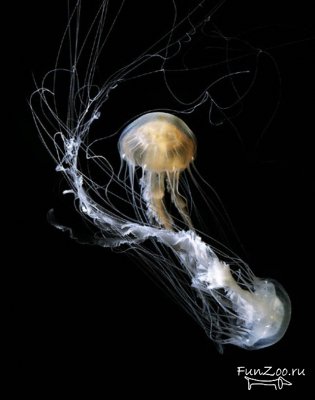 Красавицы медузы