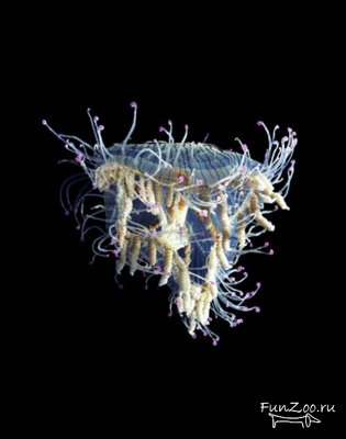 Красавицы медузы