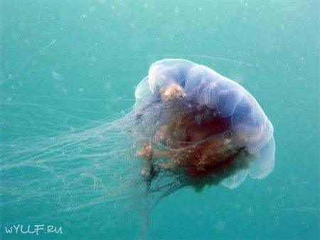 Медузы (14 фото + текст + 2 видео)