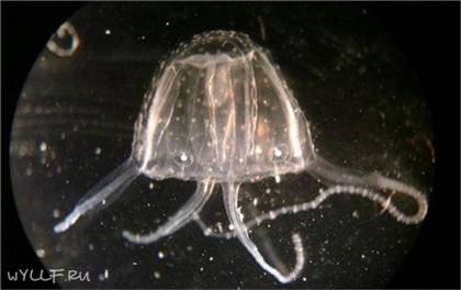 Медузы (14 фото + текст + 2 видео)