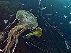 медуза пелагия