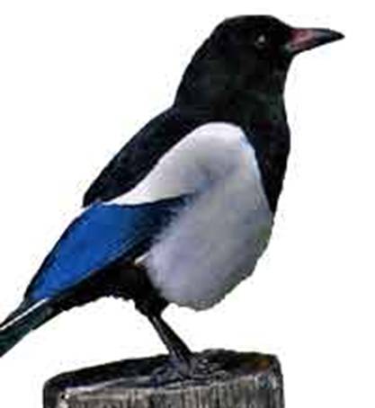 Обыкновенная сорока