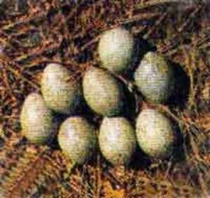 Кладка обыкновенной сороки