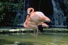 Дубай. ОАЭ. Объединенные Арабские Эмираты. Туризм и отдых в ОАЭ. Туры и путевки в Эмираты.