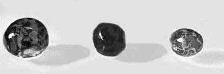 Икринки осетровых рыб