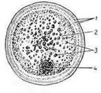 Икринка осетровых в разрезе