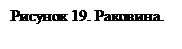 Подпись: Рисунок 19. Раковина.