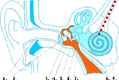 Анатомия человеческого уха