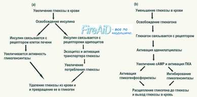 Концентрация глюкозы в крови. Схема регуляции концентрации глюкозы.
