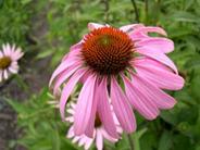 Эхинацея пурпурная фото