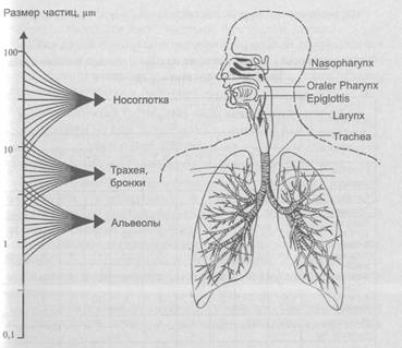 Доклад по теме Бронхиальная астма: новый отечественный консенсус - новое понимание проблемы ? 