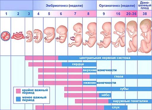 Беременность 13 14 недель