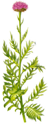 Левзея сафлоровидная