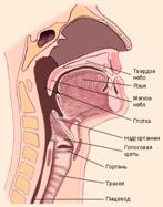 Горло человека