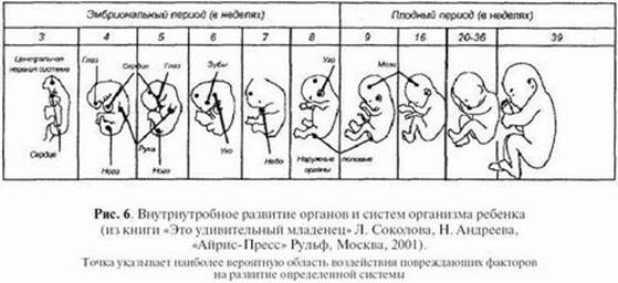 внутриутробное развитие плода