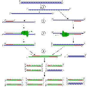 Рис. 2: Схематическое изображение первого цикла ПЦР. (1) Денатурация при 94—96°C. (2) Отжиг при 68 °C (например). (3) Элонгация при 72 °C (P=полимераза). (4) Закончен первый цикл. Две получившиеся ДНК-цепи служат матрицей для следующего цикла, поэтому количество матричной ДНК в ходе каждого цикла удваивается.