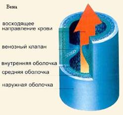 Кровообращение, Кровеносная система