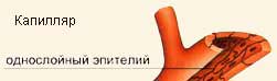 Капилляр кровообращения