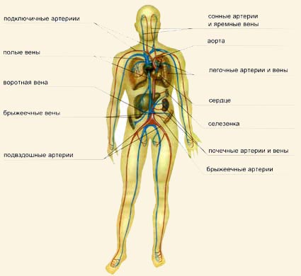 Кровеносная система, Система кровообращения