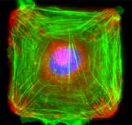 Кровеносная система, Система кровообращения