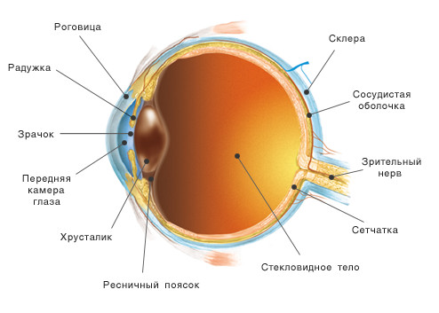 Контрольная работа по теме Гистологическое строение глаза человека