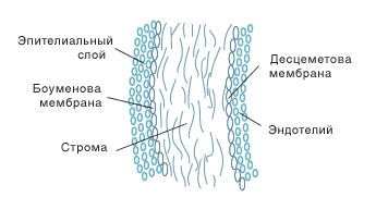 Строение роговицы