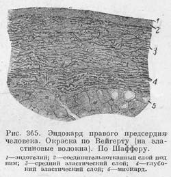 Рис.365. Эндокард правого предсердия.