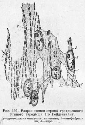 Рис.366. Стенка сердца зародыша.
