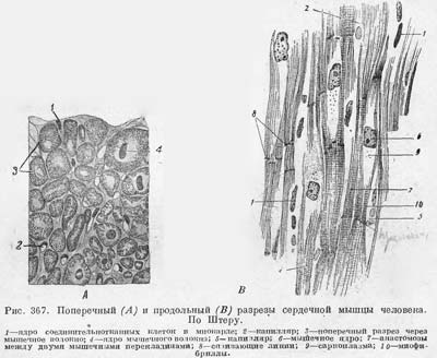 Рис.367. Сердечная мышца человека.