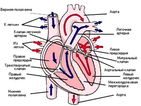 Анатомическое строение сердца