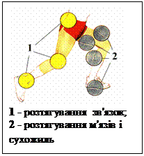 Подпись:  
1 - розтягування  зв'язок;
2 - розтягування м'язів і сухожиль
