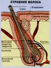 Строение волос