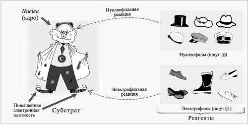 Модель нуклеофильного и электрофильного процессов