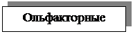 Подпись: Ольфакторные