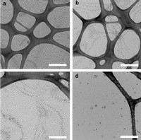 Графеновые наносоты, полученные исследователями из США. Белая полоска - 500 нм, 0,5 мкм или 1/2000 миллиметра. 