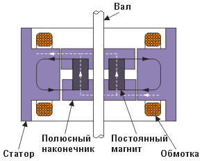 Продольный разрез гибридного шагового двигателя. 