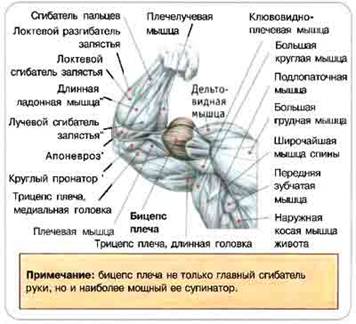 Комплексы упражнений