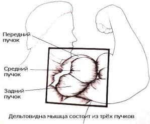 Мышцы спины, груди, живота, косые, ног, икроножные, рук. Мышцы накачать.