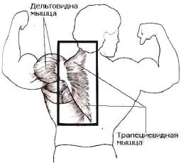 Мышцы спины, груди, живота, косые, ног, икроножные, рук. Мышцы накачать.