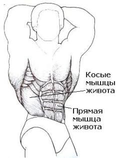 Мышцы спины, груди, живота, косые, ног, икроножные, рук. Мышцы накачать.