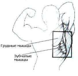 Мышцы спины, груди, живота, косые, ног, икроножные, рук. Мышцы накачать.