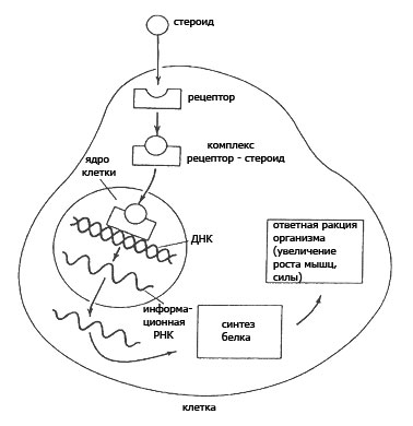 Действие стероидов